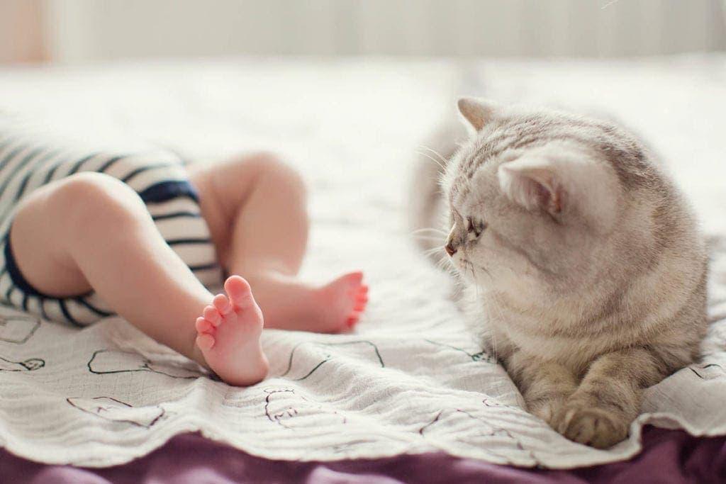 How to Introduce a Newborn Baby to Your Cat: Helping Babies and Cats Be  Friends for Life | Conscious Cat