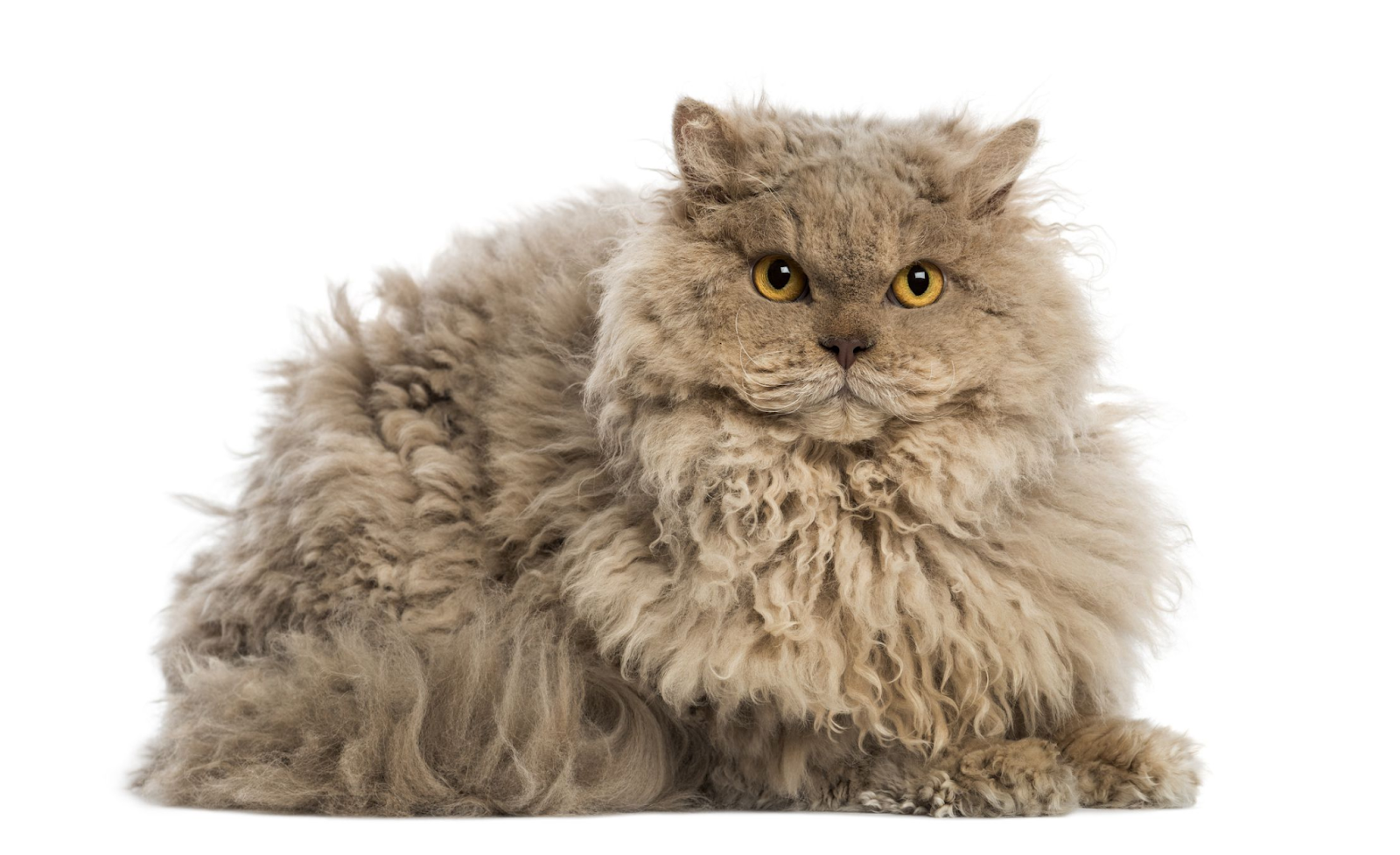 The Selkirk Rex: The Curly-Haired Beauty