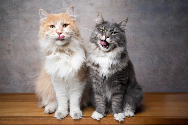 Most Popular Cat Breeds: Maine Coon