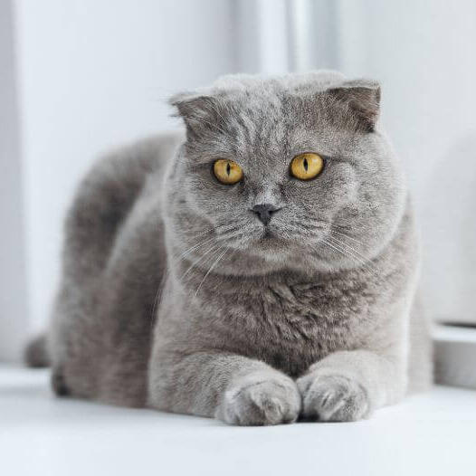 Scottish Fold