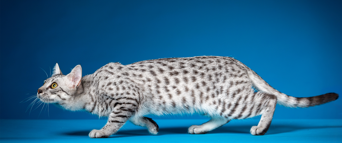 The Weirdest Cat Breeds You've Never Heard Of