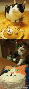 Cats get special birthday cake on their birthday and their reactions are too hilarious and adorable! - Content4Mix