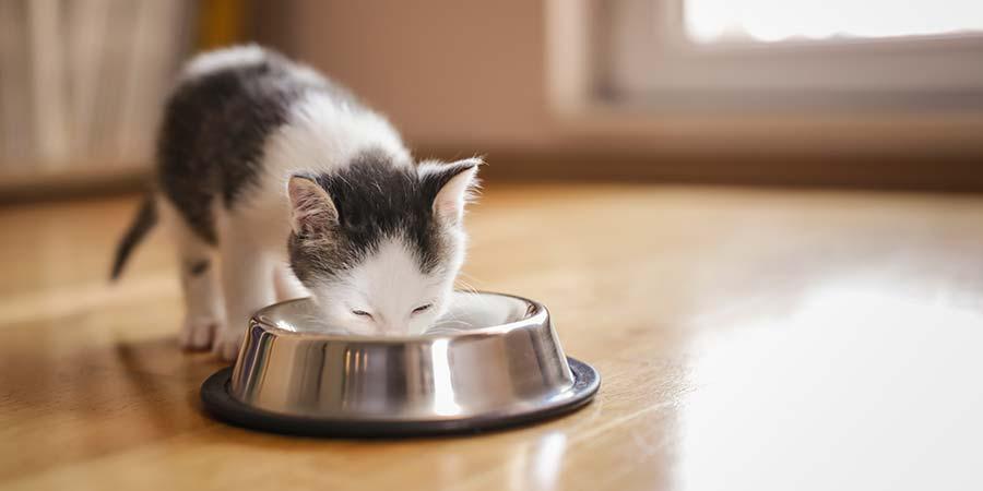 Vet Q&A: Can cats drink milk?