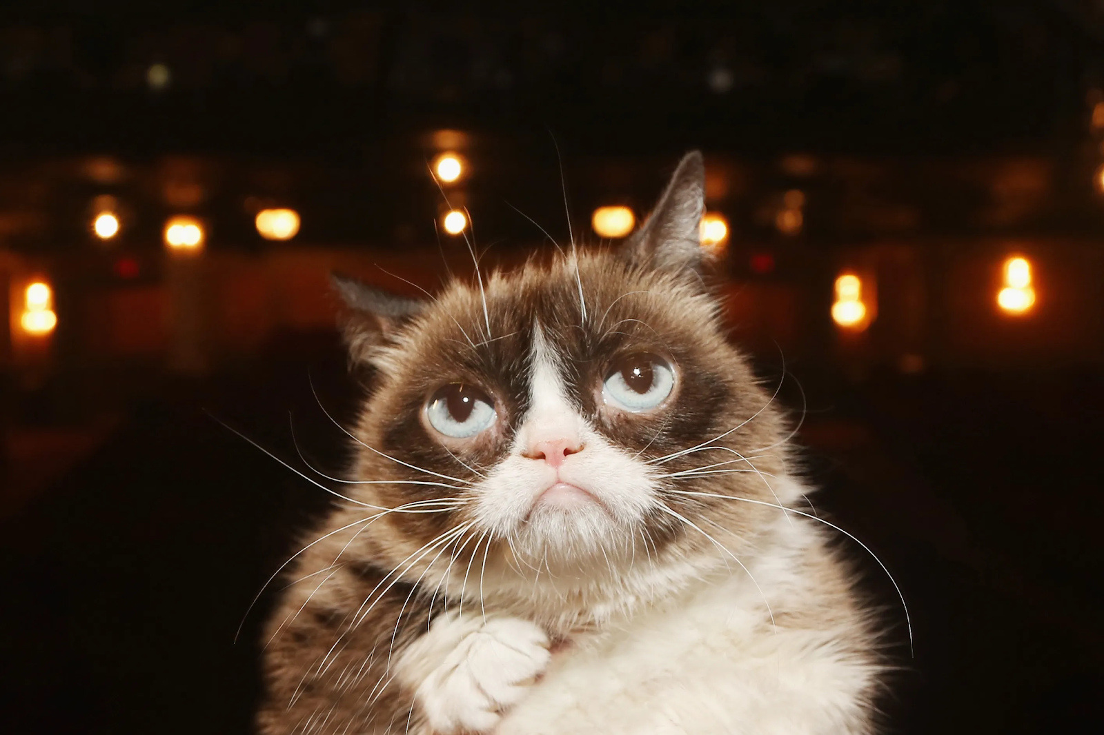 Cat Celebrities: From Morris to Lil Bub