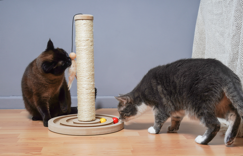 Set up a Cat Tree or Scratching Post for Cats