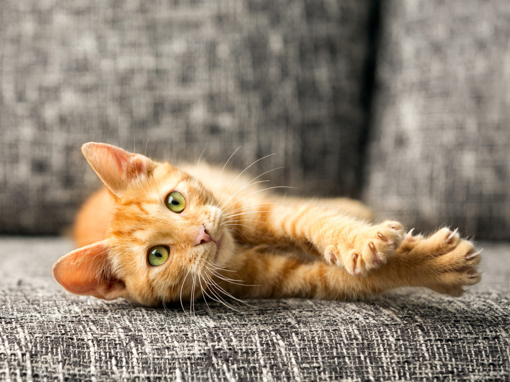 Adopting a Cat: Understanding the Responsibilities of Cat Ownership