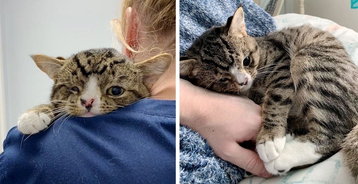 Kitten Who Longed for a Home, Walked up to Man and Asked to Be Adopted