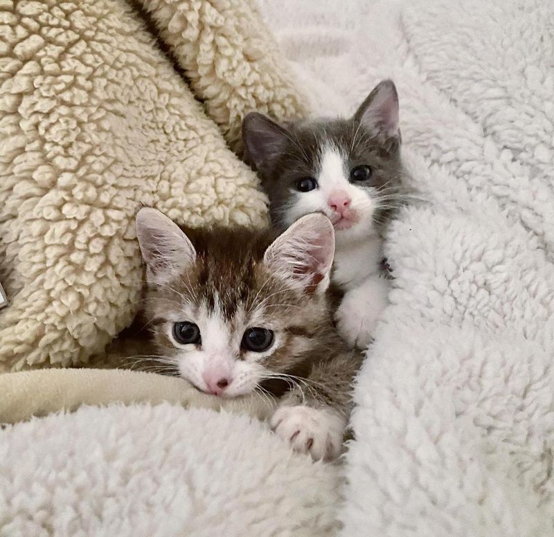 bonded kittens