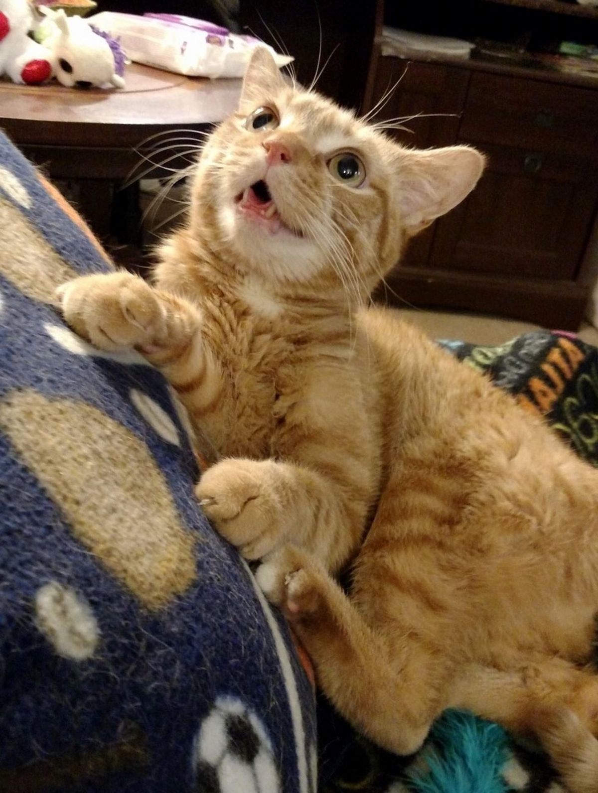 Rescue Ginger Turns His Disability into Happiness and Smiles