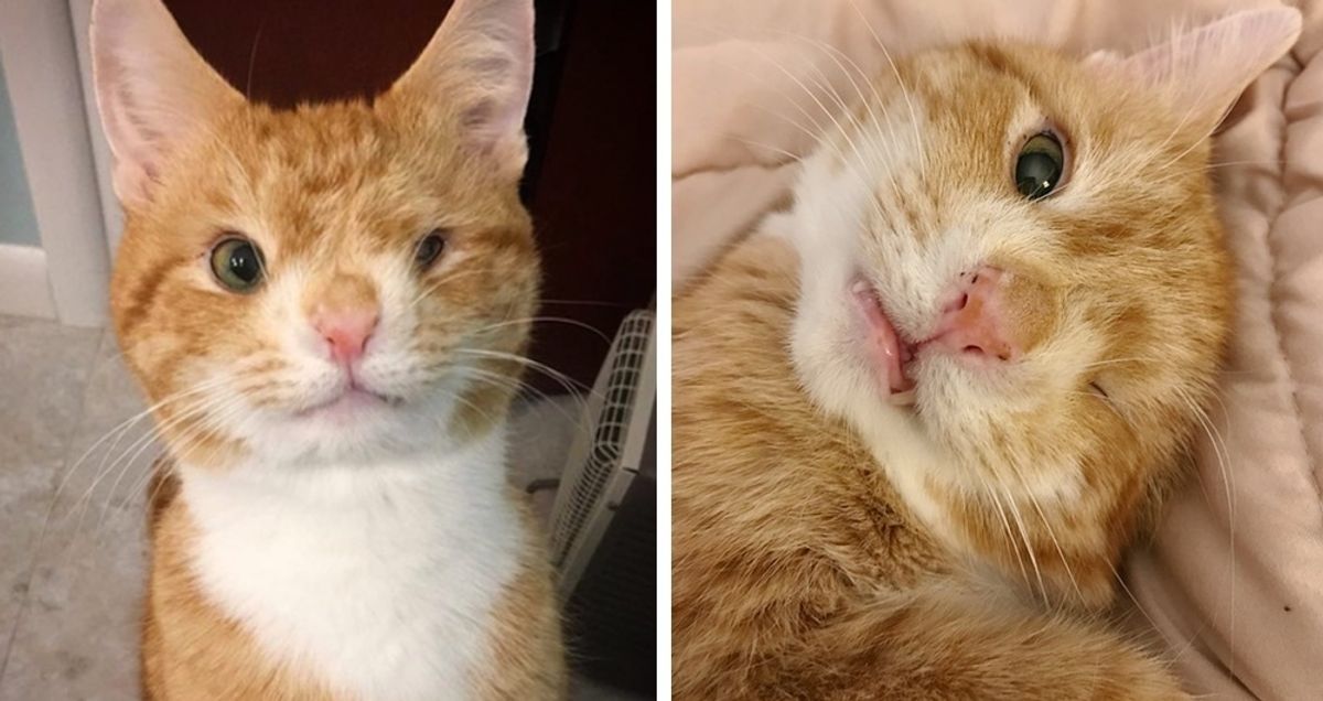 Cat with a Permanent Wink Runs Up to Woman at Shelter and Won't Leave Her Side.