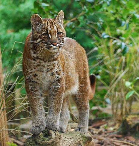 The Chinese Mountain Cat Leaves a Trail of Fur.thi