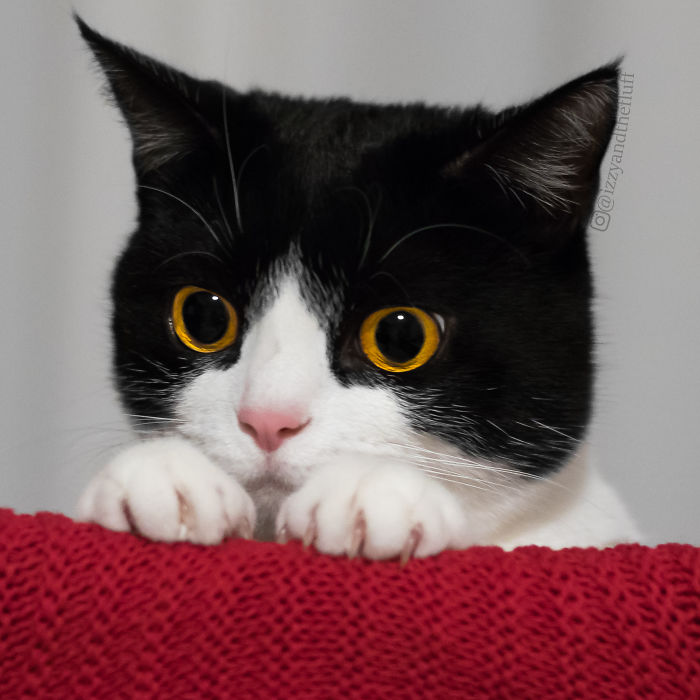 Meet Izzy, The Cat With The Most Expressive Face